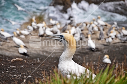 A Gannet nesting at Muriwai colony on Auckland's West Coast (selective focus)