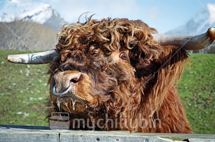 Quirky - Highland cattle