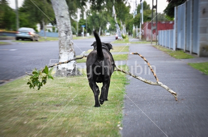 Quirky - Dog fetches a stick (selective focus and motion blur)
