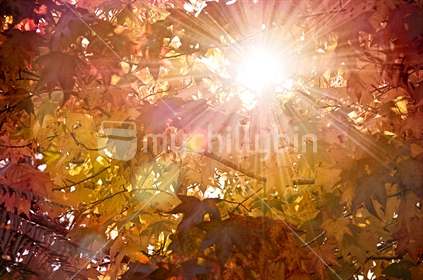 The sun shines through Autumn leaves (selective focus) See also Image #100468_667