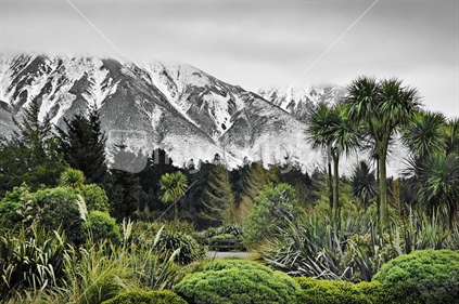 Winter scene of native bush and pine trees against hills dusted in snow, near Mt Hutt, South Island, New Zealand