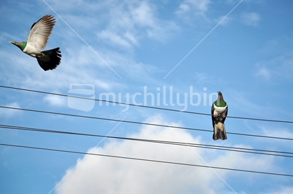 Kereru on power lines (some motion blur)