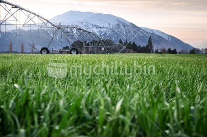 Lush Irrigated field, Mount Hutt (low light image)