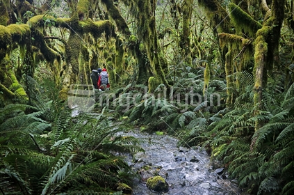 Trampers in dense bush on the Milford Track