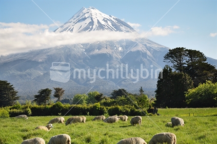 Mt Taranaki and sheep on a sunny day