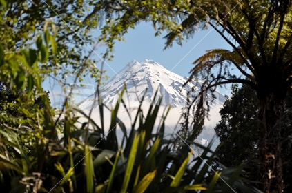 Mt Taranaki glimpsed through the bush