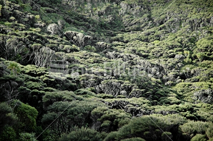 Manuka forest covers the coastal hills, West Coast, Auckland, North Island, New Zealand