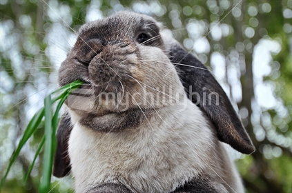 Pet rabbit eating grass (Selective focus) see also Image #100468_973 