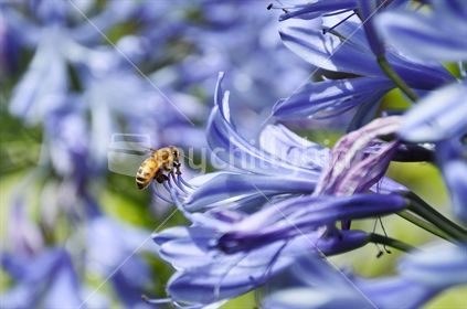 Honey bee gathers nectar from an Agapanthus (selective focus and some motion blur)