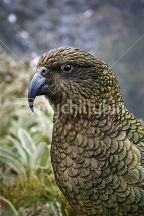 Kea, a mountain parrot on the Milford Track, South Island, New Zealand