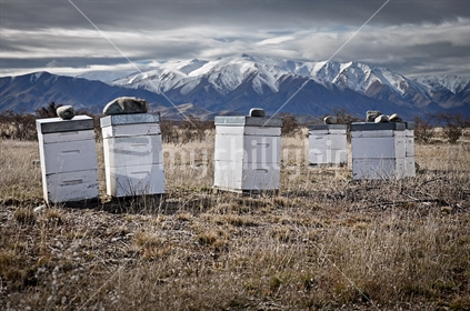 Beehives in the Mackenzie Basin