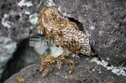 Asian Paper Wasp nest (selective focus)