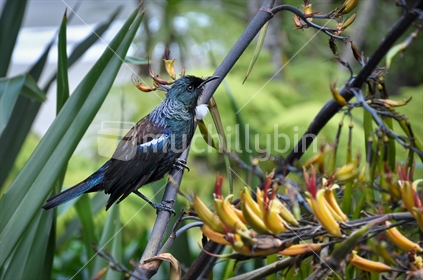 Tui on a flax branch (selective focus and some motion blur)