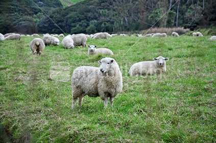 Sheep in a field, against native bush