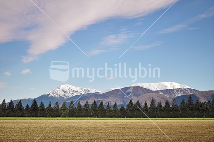 Ploughed field and shelter belt on the Canterbury plains
