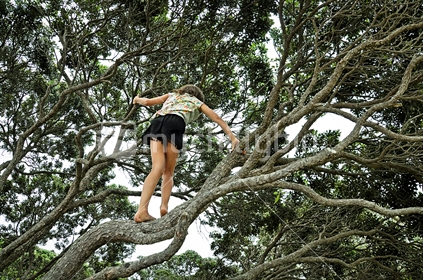 Girl climbing a Pohutukawa Tree