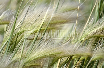 Grass blowing in the wind (selective focus and motion blur)