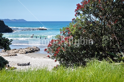 Summer surf beach and Pohutukawa (selective focus)