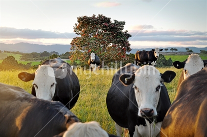 Cows and Pohutukawa at sunset