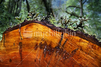 End view of a log from a felled Native Tree, New Zealand