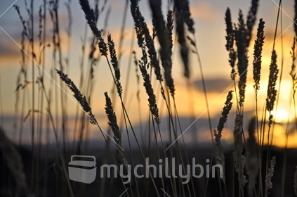 Grass silhouette at sunset (selective focus and some motion blur)