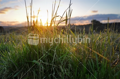 Chewn pasture at sunset (selective focus)