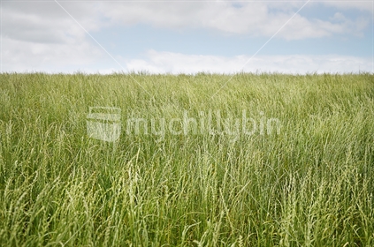 Long grass ripples in the wind
