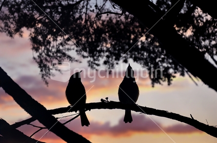 Bellbirds in a Manuka tree sing the dawn chorus (selective focus and some motion blur)