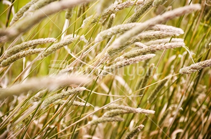 Grass seed heads blowing in the wind (selective focus and some motion blur)