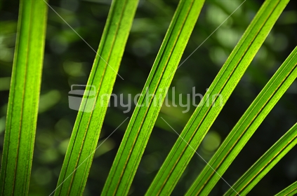 Nikau Palm frond in a shaft of sunlight (selective focus)