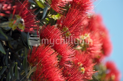 Pohutukawa Blossoms Against A Summer Sky (Selective Focus)