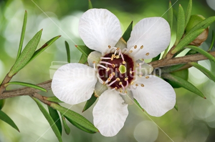 Manuka flower closeup (selective focus and some motion blur)