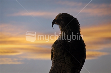 Kea - mountain parrot at sunset