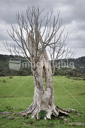 Spooky Dead tree on farmland