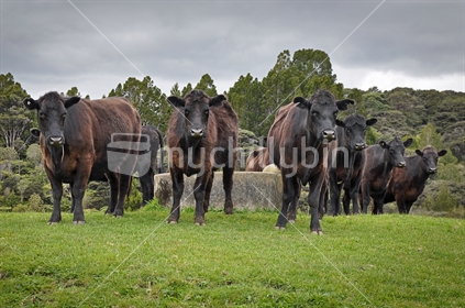 Herd of cattle and native bush (selective focus)