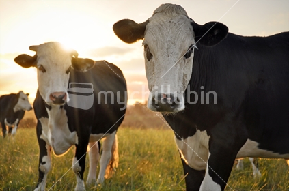Cows at Sunset (see also Image #mychillybin100468_1294)