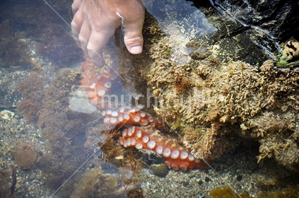 Octopus in a rock pool (selective focus)
