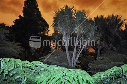 View of bush, and 'Australian bush fire' sky (foreground flash)