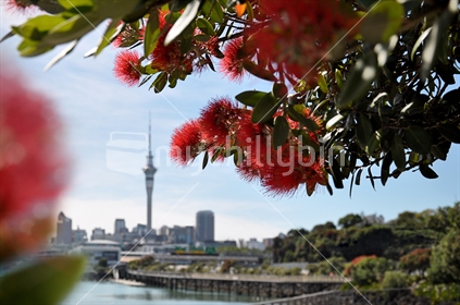 Flowering Pohutukawa in Auckland city (selective focus)
