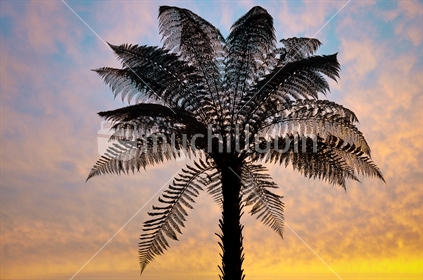 Tree fern silhouette against sunset sky 