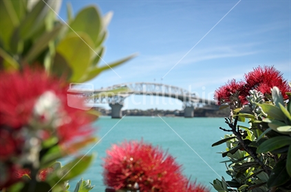 Flowering Pohutukawa frame Auckland Harbour Bridge (selective focus right hand flower)