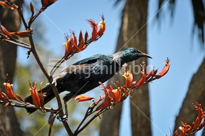 Young Tui on a flax branch (selective focus and some motion blur) See also Image #mychillybin100468_1200