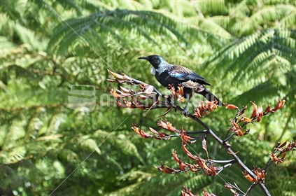 Tui on Flax against ferns (selective focus and some motion blur)
