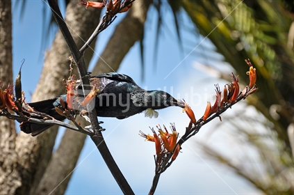 Tui sipping flax nectar (selective focus and some motion blur)