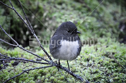 South Island Robin (low light image)