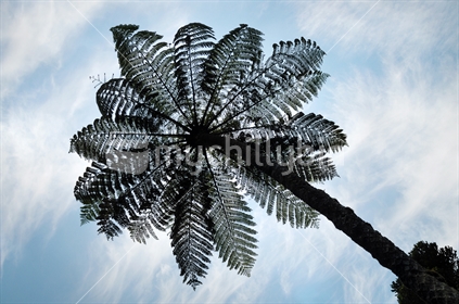 Looking up at a Tree Fern 