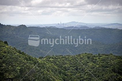 View of Auckland city from the Waitakere bush