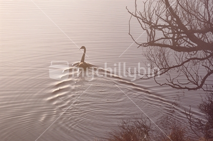 A swan on a lake seen through the mist at dawn