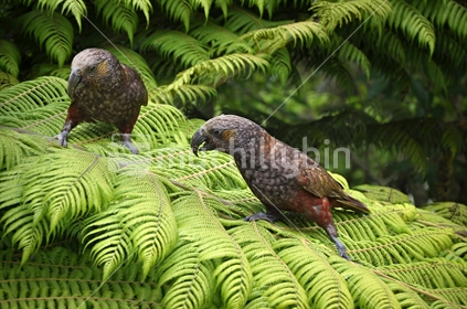 Pair of Kaka on a fern frond (selective focus and some motion blur)