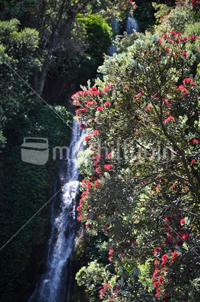 Pohutukawa and waterfall (differential focus)